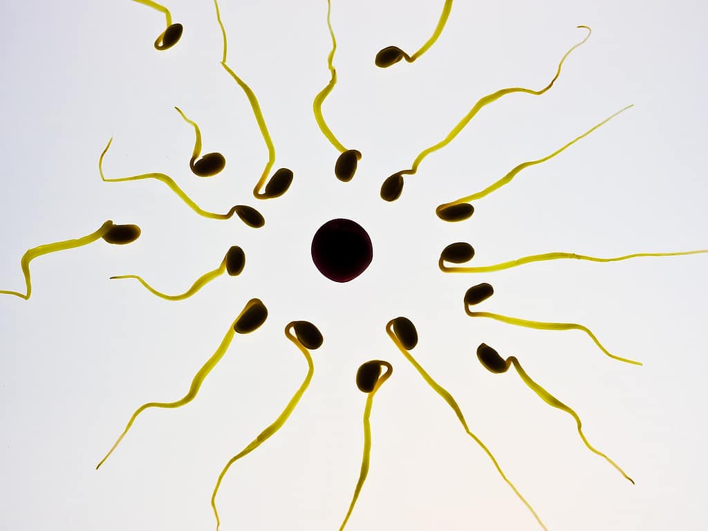 Male Infertility