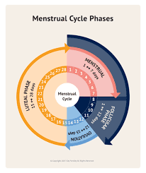 Female Fertility Cycle